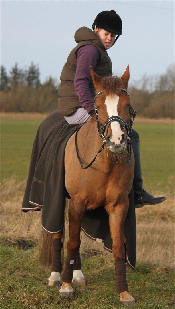 New Forest Wonder  - Foto: Jeanni Nielsen 
 billede 18