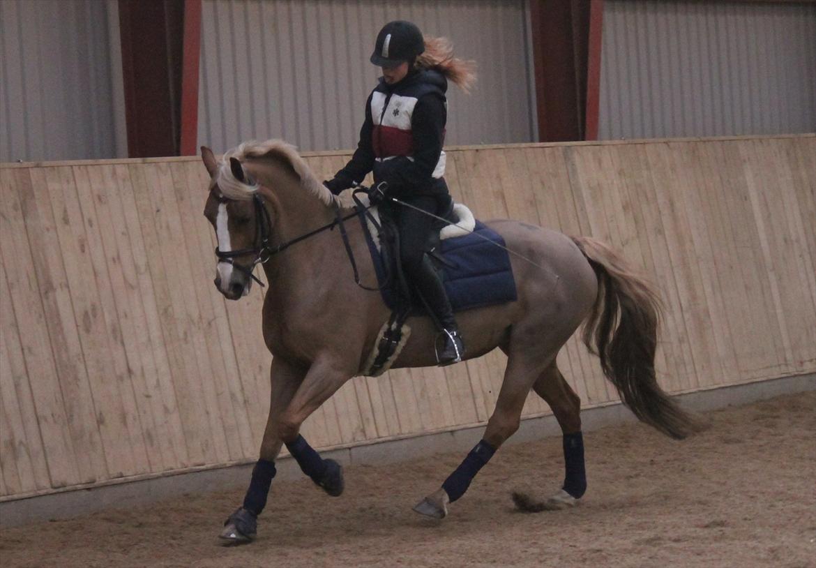 Welsh Cob (sec D) Mondetgårds Lady Duchess, sendt hjem :´( - foto NB billede 17