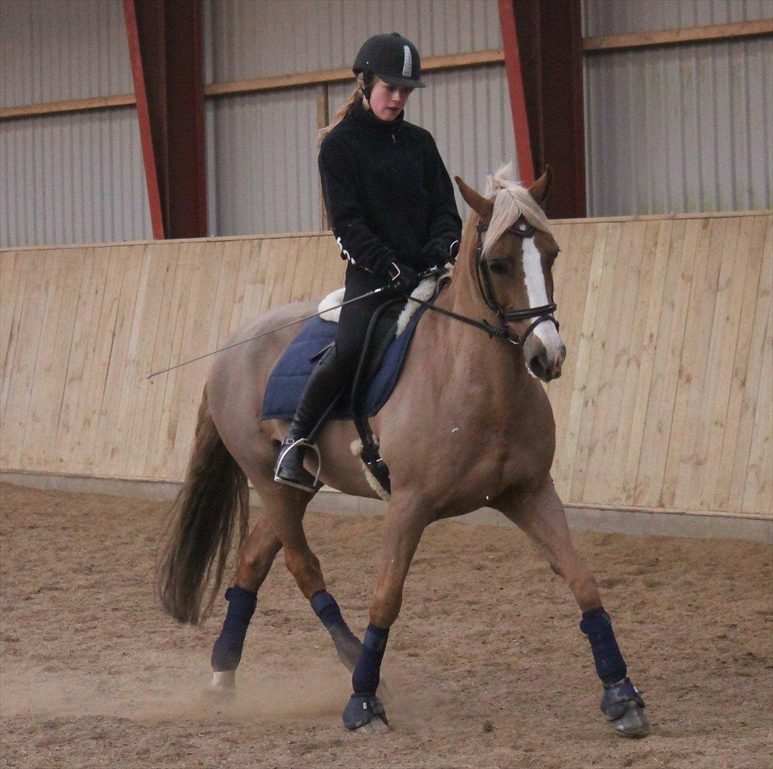 Welsh Cob (sec D) Mondetgårds Lady Duchess, sendt hjem :´( - foto NB billede 18