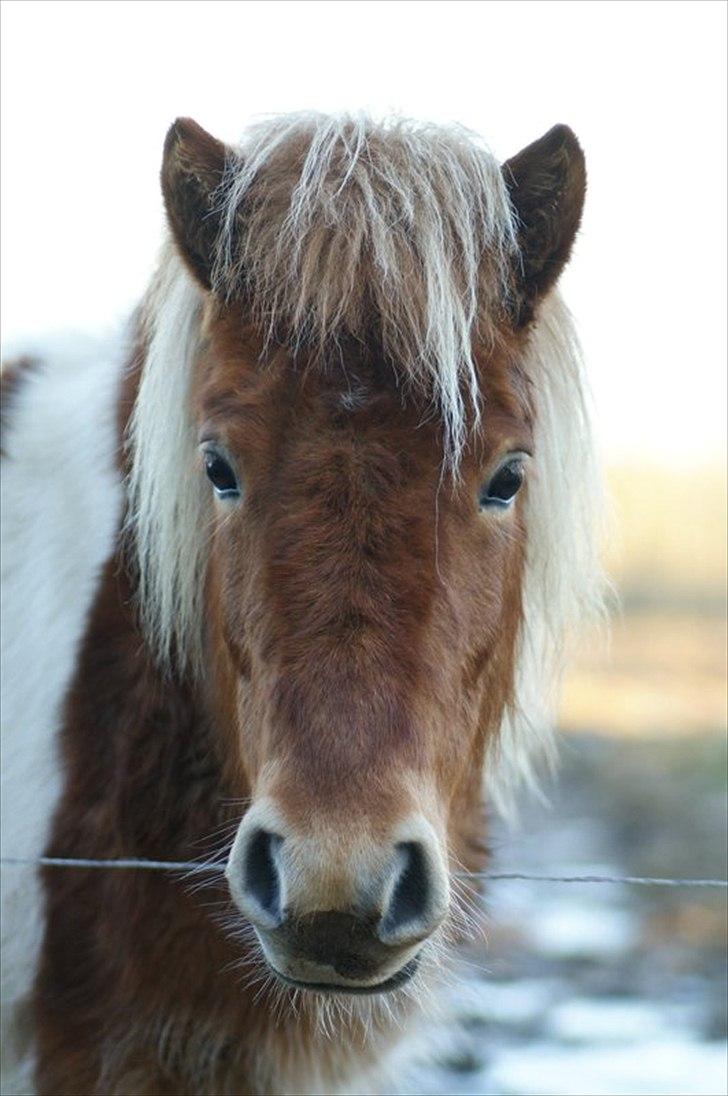 Shetlænder Papaya af Bjørholm - Velkommen til Papayas profil. billede 1