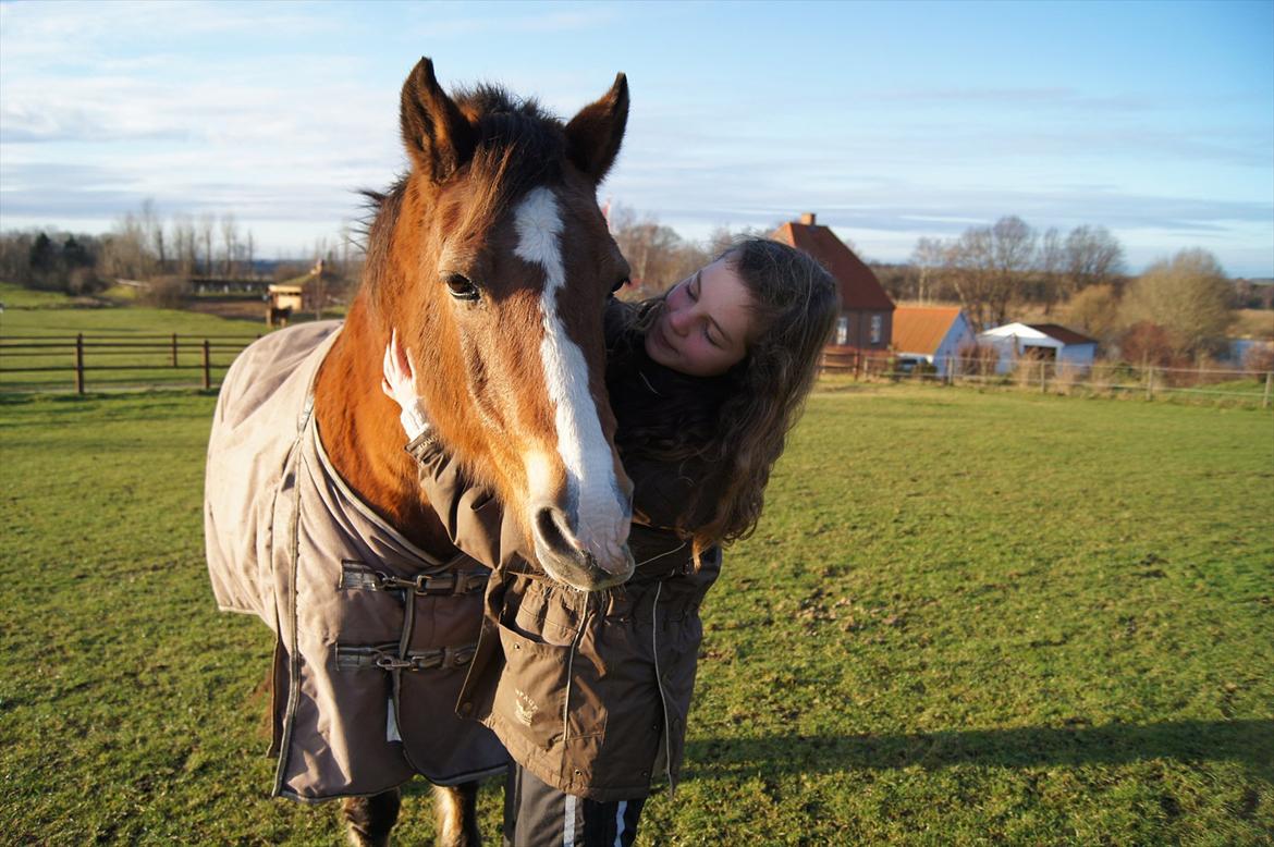 Welsh Cob (sec D) Greta (Passer) - Hvor er du dejlig <3
~Foto~ Signemus <3 billede 26