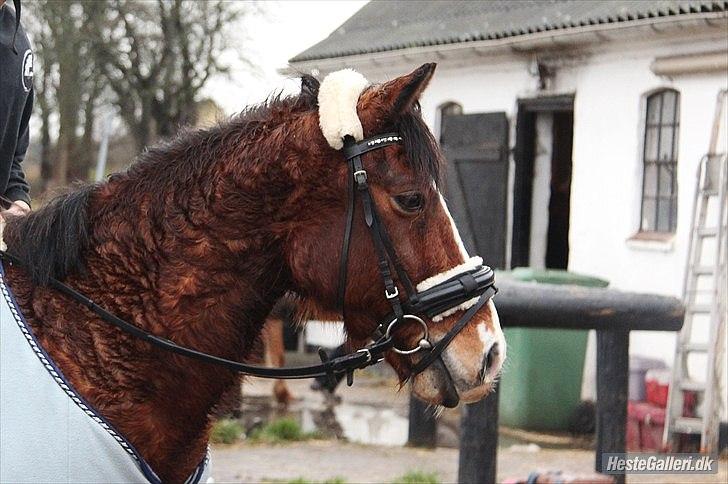 Anden særlig race Benjamin  <3 (savnet :'( <3 ) - At elske tager tid, men det er tiden værd!
KT-foto<3 billede 14