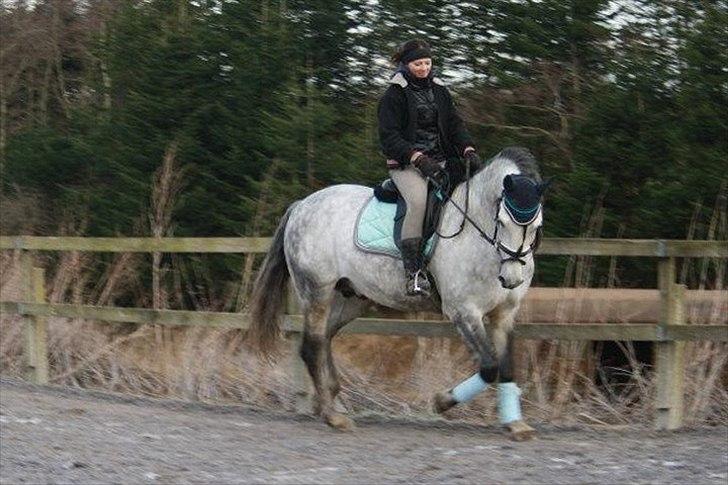 Lusitano Bizarro Da Cerca *bisse* billede 13