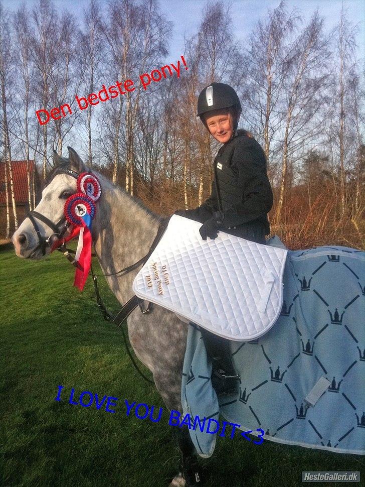 Hollandsk Sportspony Bandit SOLGT:( - fejlfri B0 og vandt D4 horescup! vandt underlag hvor der står på den ene side:D4 cup spring pony 2012 på den anden side: horze slagelse billede 13