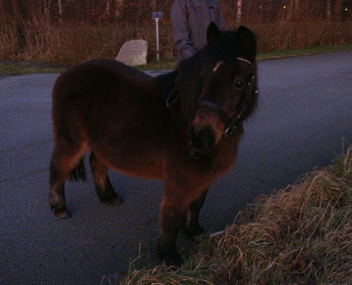 Anden særlig race Helga - Tykke Helga :o) billede 1