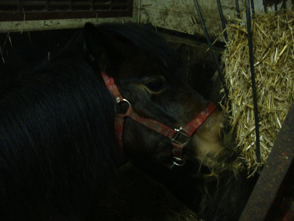 Anden særlig race Helga billede 4