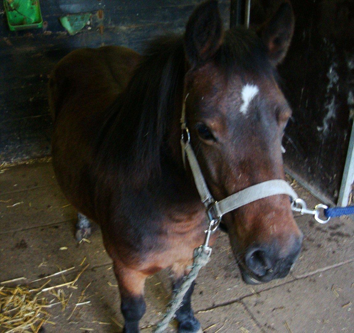 Anden særlig race Helga - Sommer-billed.. :-) billede 6
