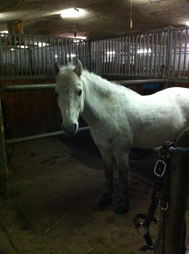 Anden særlig race Bandit "den elskede" :D <3 - Billed 3. Den Smukke! efter spring undervisning! :D billede 3