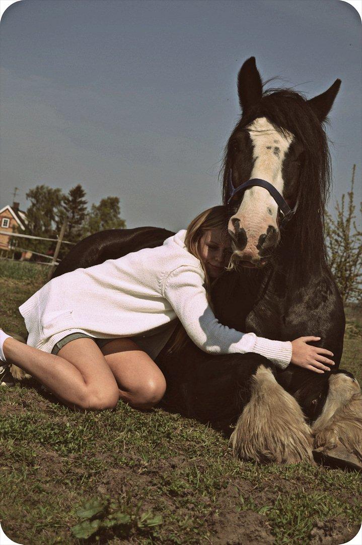 Irish Cob Sir Victor Of Ireland, solgt billede 18