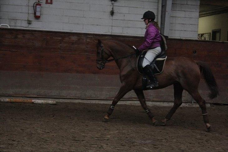 Dansk Varmblod Dinella girl Fredensminde (Damen) Tidl. hest. - Stjernen :) <3 hehe billede 2