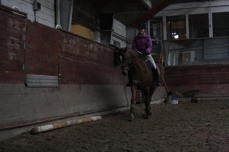 Dansk Varmblod Dinella girl Fredensminde (Damen) Tidl. hest. - Meget spændene :)  billede 6