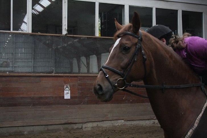 Dansk Varmblod Dinella girl Fredensminde (Damen) Tidl. hest. - En ven for livet <3 billede 8