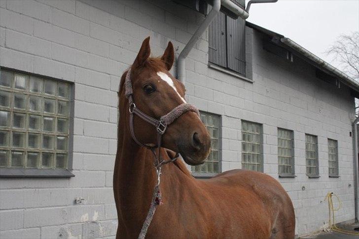 Dansk Varmblod Dinella girl Fredensminde (Damen) Tidl. hest. - Damen igen som er blevet opmærksom :) <3 billede 9