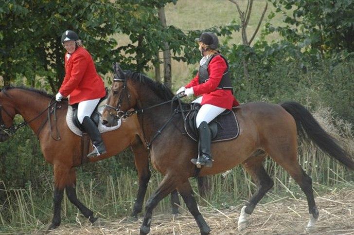 Dansk Varmblod Østergårdens Weltdon billede 1