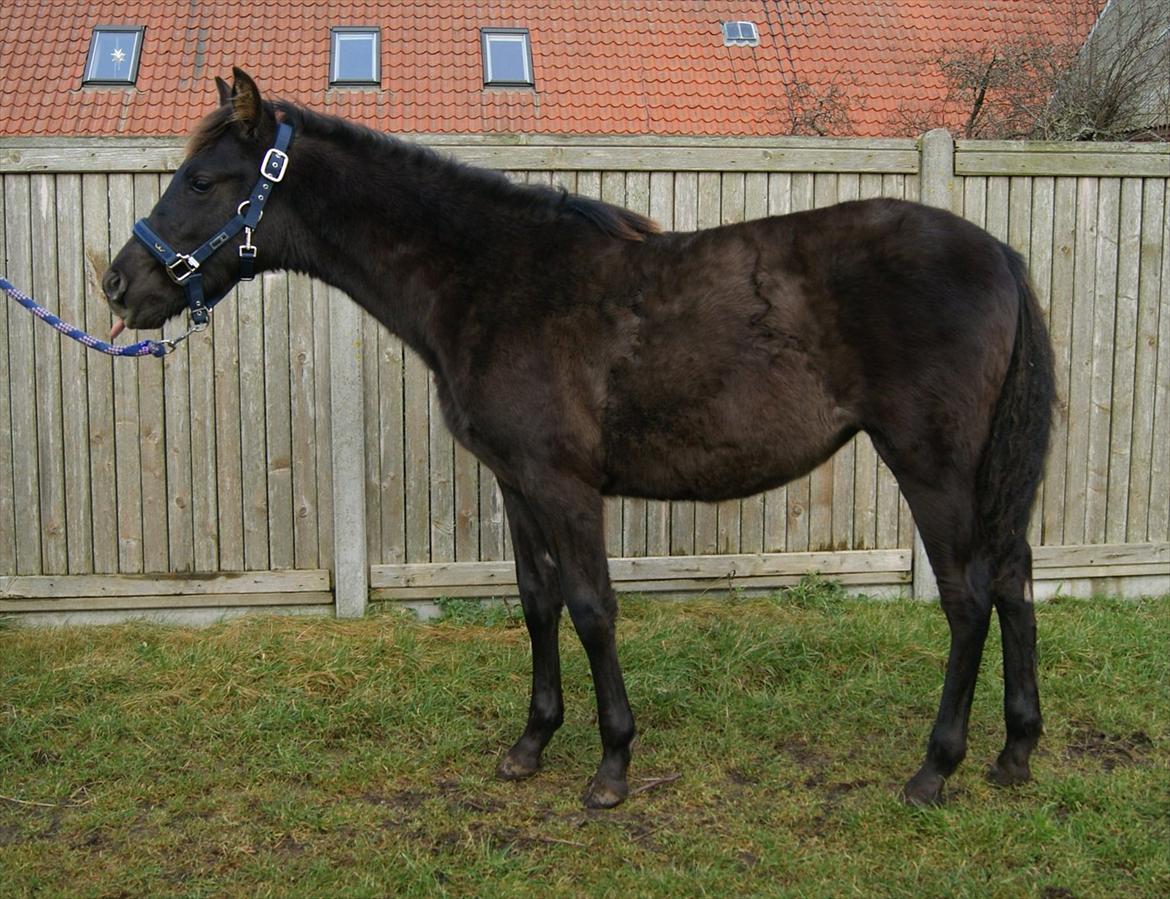 Pura Raza Española Cassiopeia Cezz billede 18