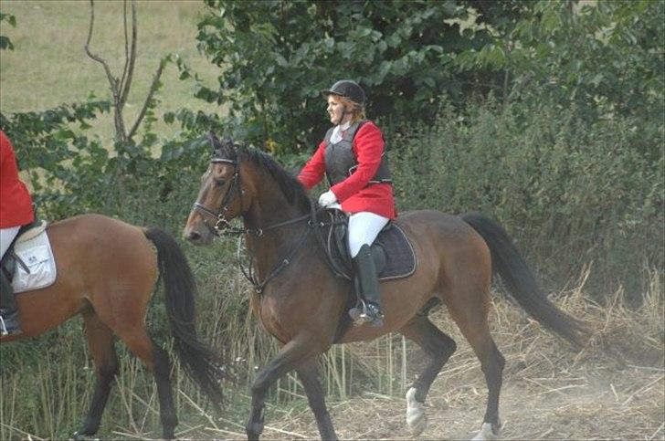 Dansk Varmblod Østergårdens Weltdon billede 3