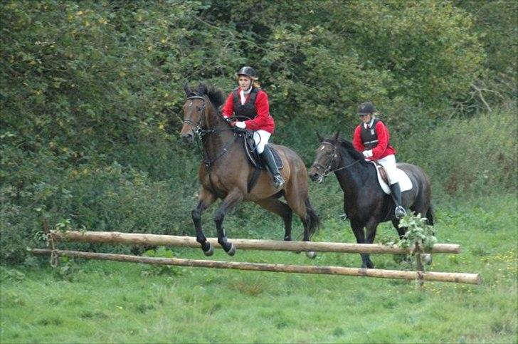 Dansk Varmblod Østergårdens Weltdon billede 5