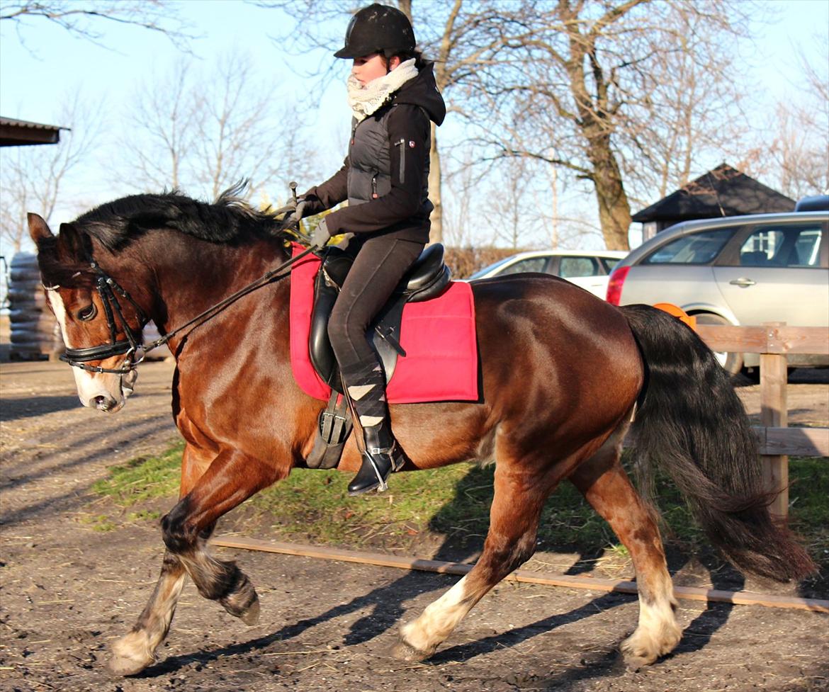 Welsh Cob (sec D) Dorthealyst Omikron - (1) billede 1