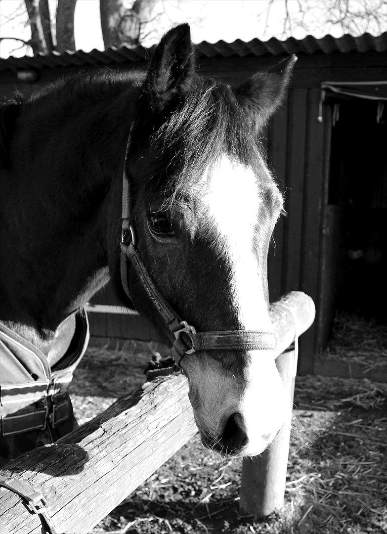 Welsh Cob (sec D) Dorthealyst Omikron - (6) billede 6