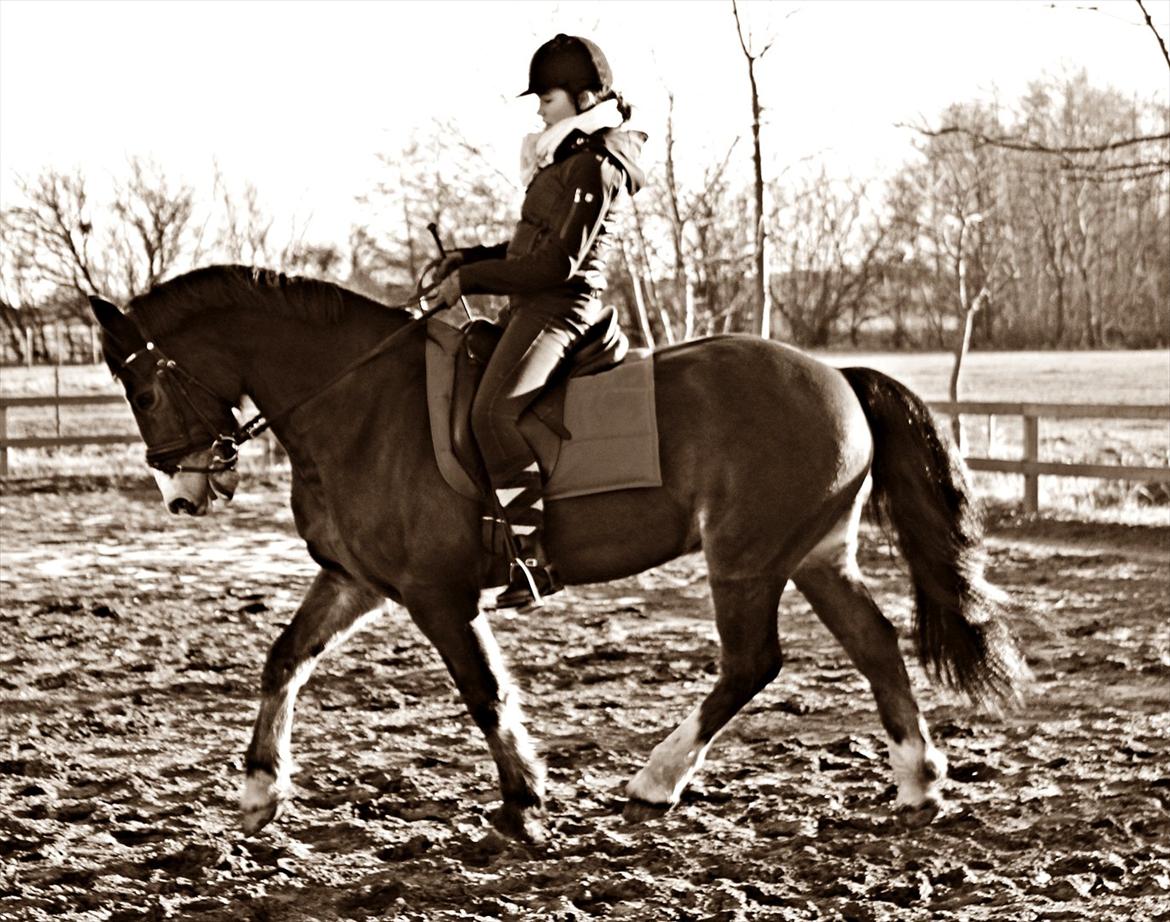 Welsh Cob (sec D) Dorthealyst Omikron - (15) billede 15