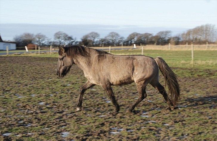 Konik Polski Carlo - Januar 2012 billede 17
