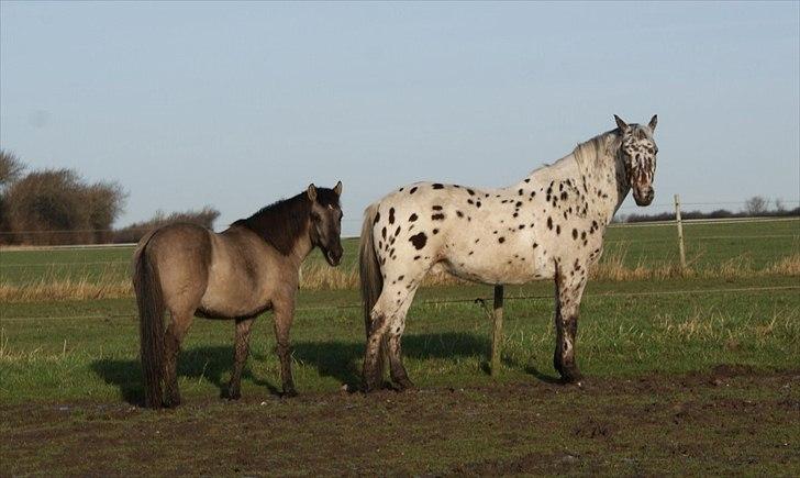 Konik Polski Carlo - Max og Carlo januar 2012 billede 18