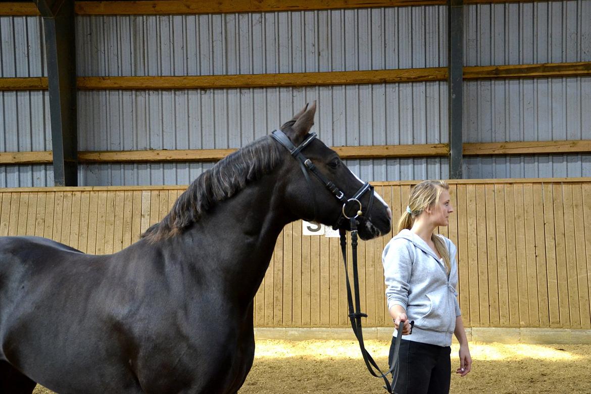 Welsh Cob (sec D) Morlyn River Dance Prince O'the Castel billede 20