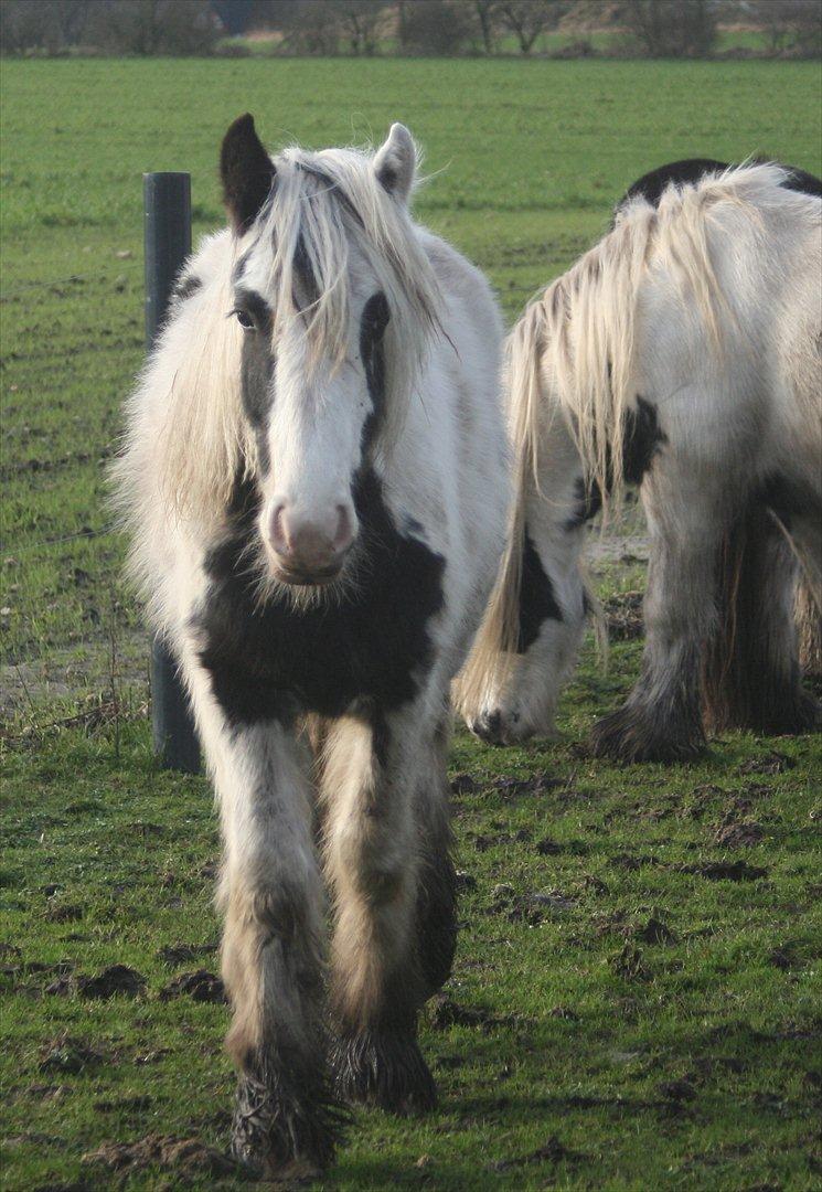 Tinker Greystones Edison - Så er der plys-hest for alle pengene!! ;) billede 2