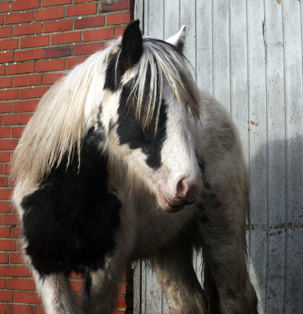Tinker Greystones Edison - Eddie - januar 2012 billede 1