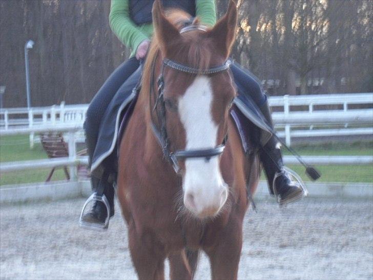 Arabisk fuldblod (OX) Lavina *DEN BEDSTE* billede 5