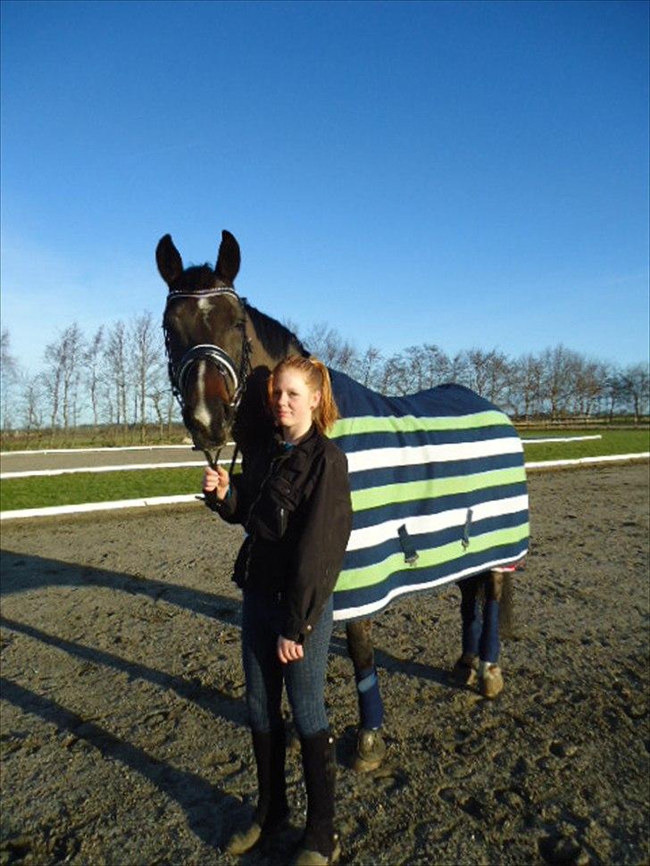 Tysk Varmblod Rubens billede 8