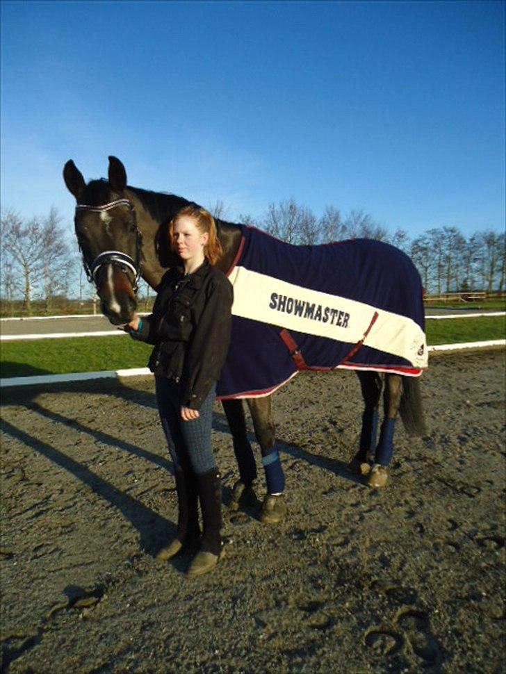 Tysk Varmblod Rubens billede 9