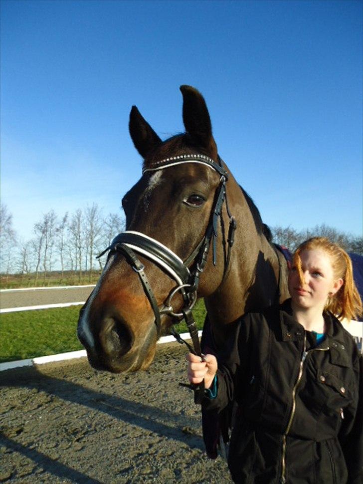 Tysk Varmblod Rubens billede 10