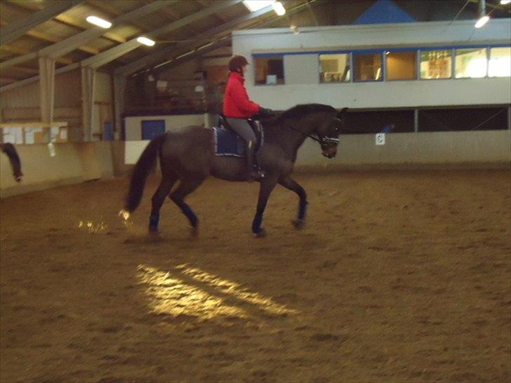 Tysk Varmblod Rubens billede 11