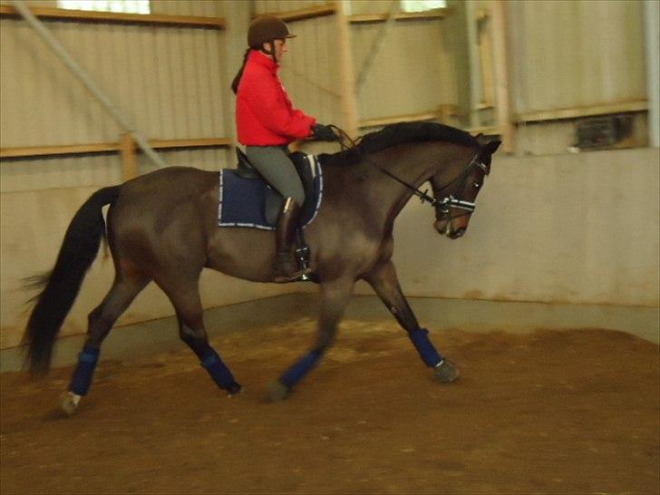 Tysk Varmblod Rubens billede 1