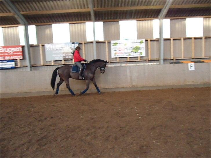 Tysk Varmblod Rubens billede 12