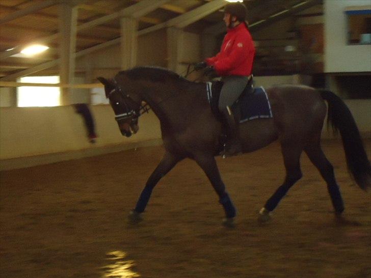 Tysk Varmblod Rubens billede 13