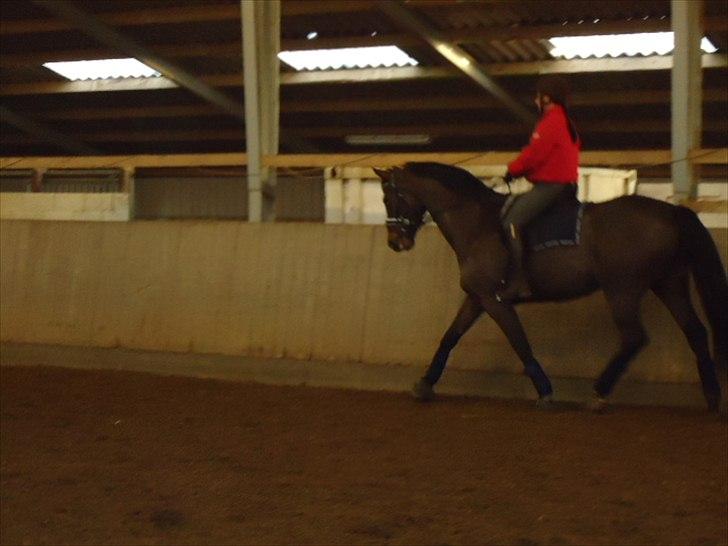 Tysk Varmblod Rubens billede 14