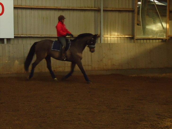 Tysk Varmblod Rubens billede 15