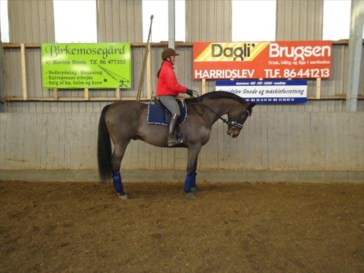 Tysk Varmblod Rubens billede 16