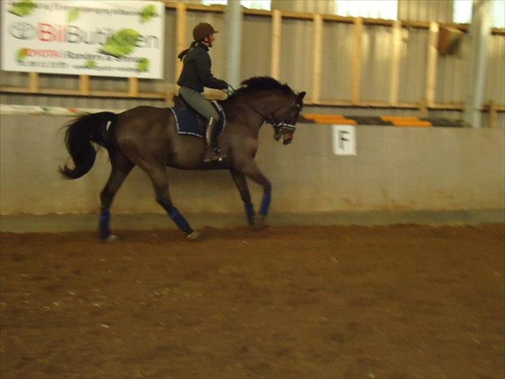 Tysk Varmblod Rubens billede 17