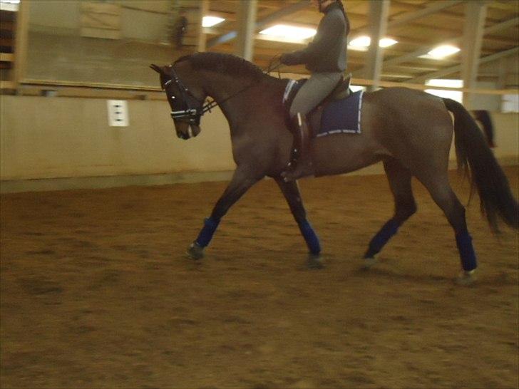 Tysk Varmblod Rubens billede 18