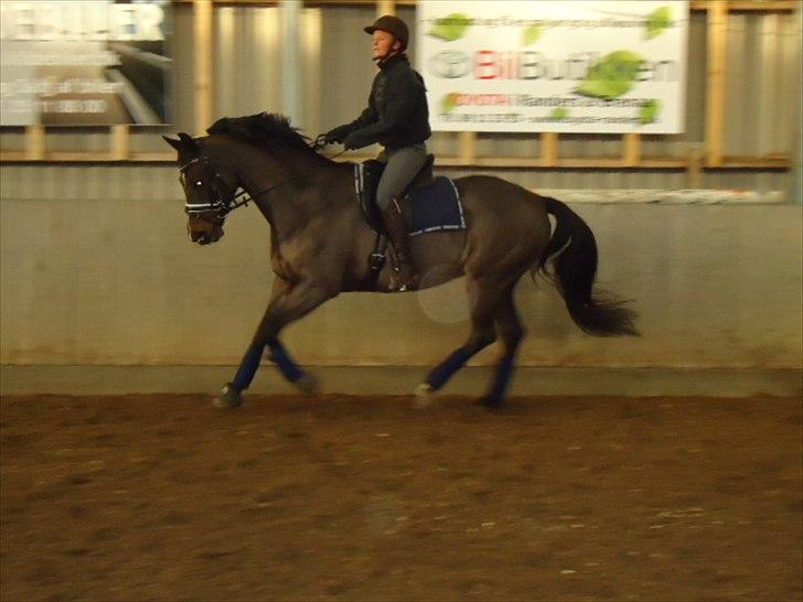 Tysk Varmblod Rubens billede 19