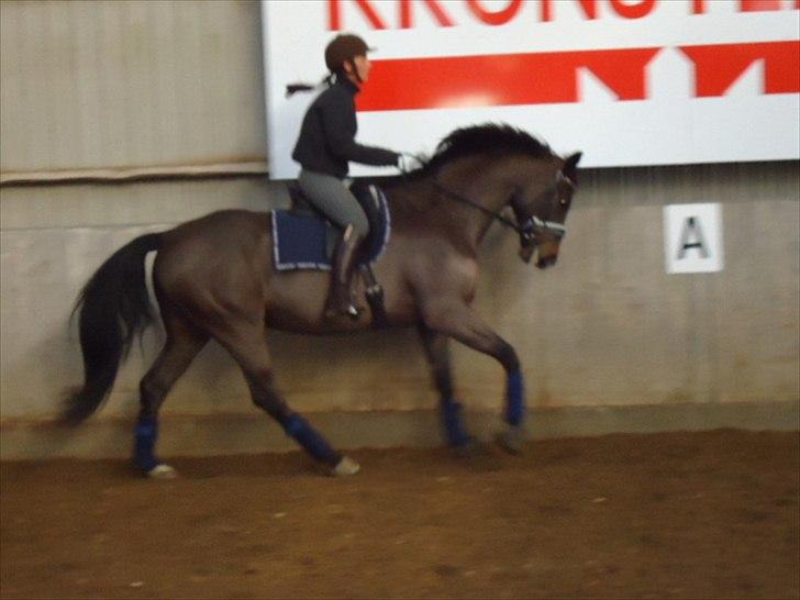 Tysk Varmblod Rubens billede 20