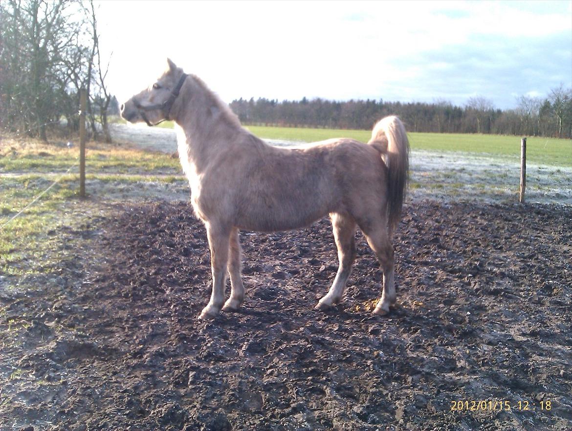 Welsh Partbred (Sec F) Amigo Tusindfryd "Fryd" - jæger er på jagt på nabo marken..  billede 7