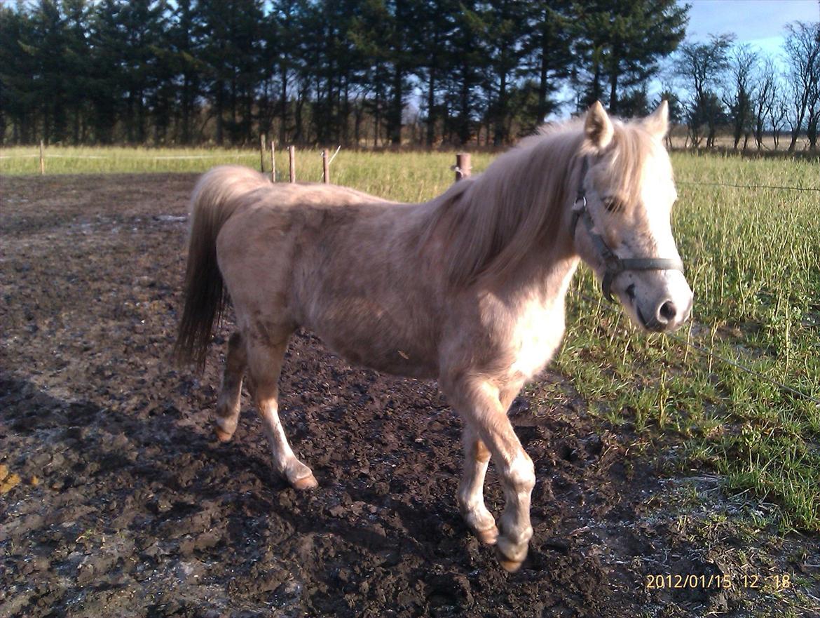 Welsh Partbred (Sec F) Amigo Tusindfryd "Fryd" - Følger efter over alt på folden. Vi skal nok blive en go team!! billede 8