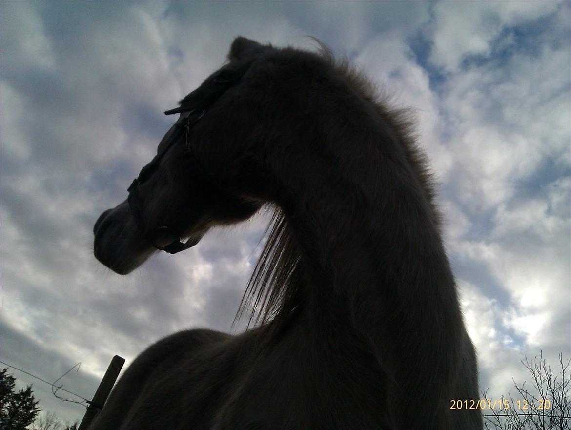 Welsh Partbred (Sec F) Amigo Tusindfryd "Fryd" billede 9