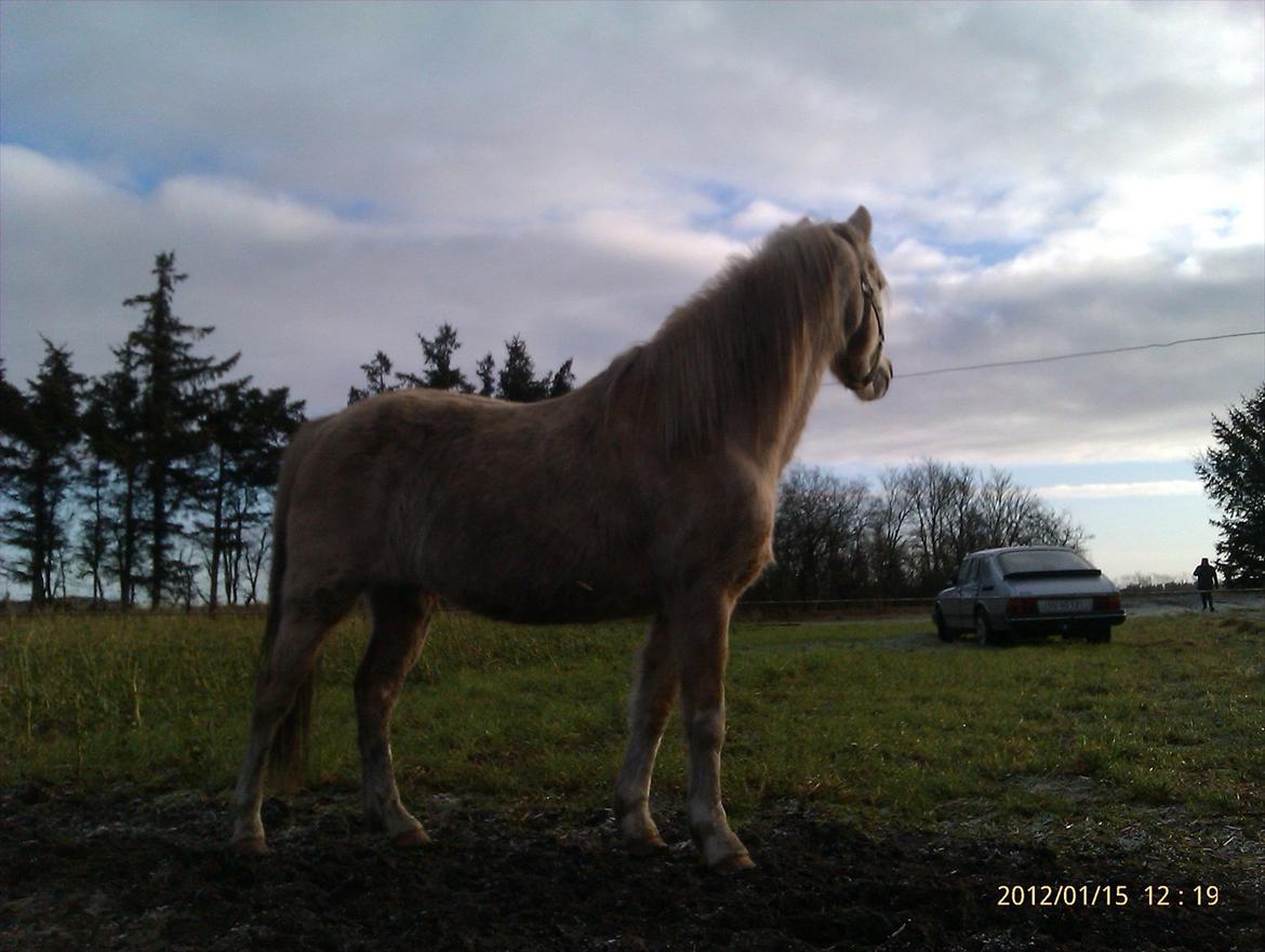 Welsh Partbred (Sec F) Amigo Tusindfryd "Fryd" - Hva mon de laver?? (jægere) billede 10