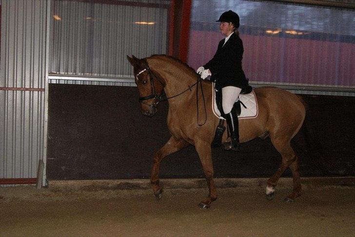 Dansk Varmblod Kafu ..J <3 - Til vores første stævne sammen<3 billede 1