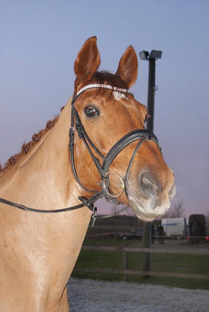 Dansk Varmblod Kafu ..J <3 billede 2